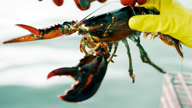 Do You Know How To Deal With A Lobster?